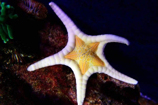 Icono Doble Estrella Del Mar Iconaster Longimanus —  Fotos de Stock