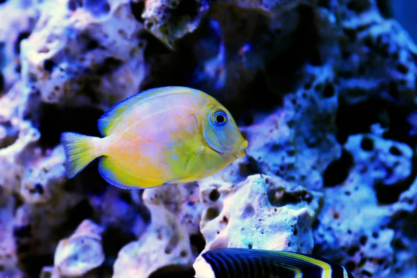 Blauwe Jonge Atlantische Tang Acanthurus Coeruleus — Stockfoto