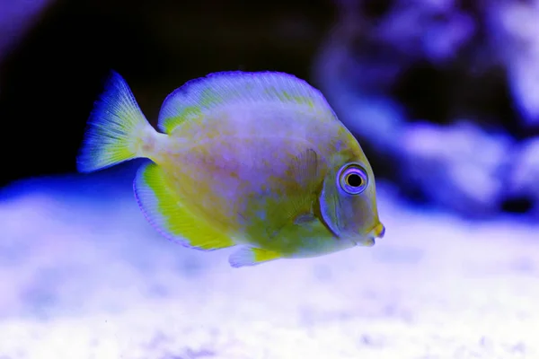 Blå Juvenil Atlantisk Tang Acanthurus Coeruleus — Stockfoto