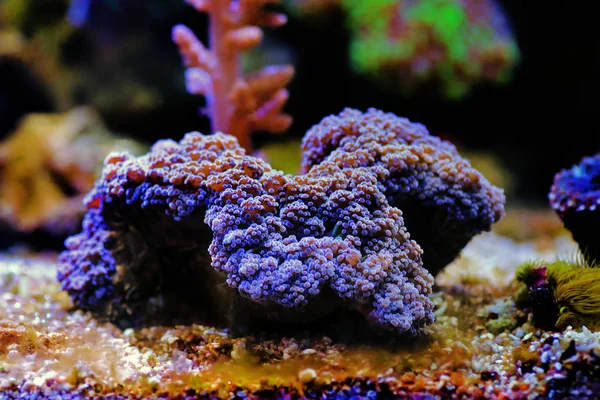 Lila Euphyllia Octospawn Lps Koralle Euphyllia Divisa — Stockfoto