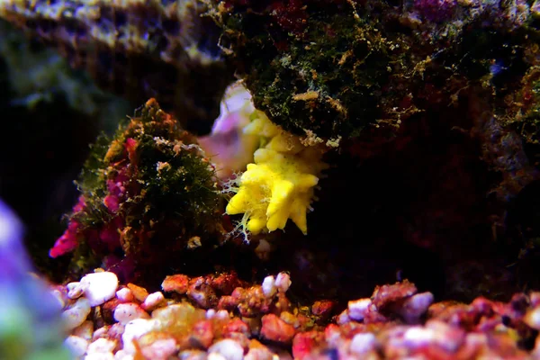 Pepino Marinho Pequeno Amarelo Colochirus Robustus — Fotografia de Stock