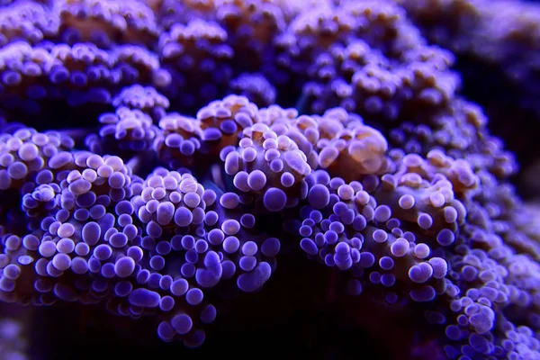 Purple Euphyllia Octospawn Lps Coral Euphyllia Divisa — 图库照片