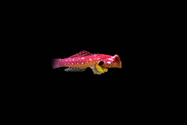 Peixe Dragão Vermelho Rubi Macho Synchiropus Sycorax — Fotografia de Stock