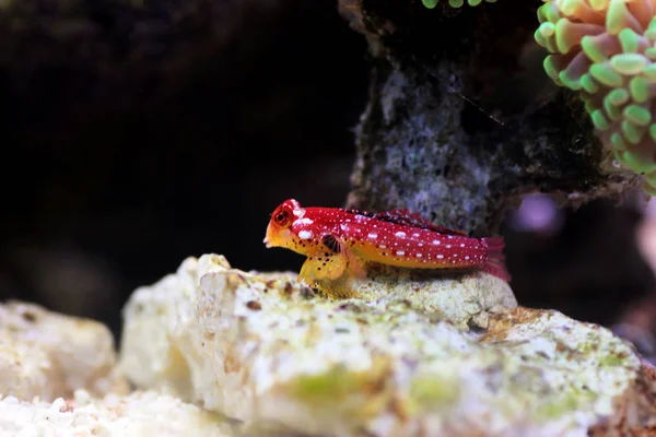 Male Ruby Red Dragonet Fish Synchiropus Sycorax — Stock Photo, Image