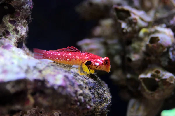 Erkek Yakut Kırmızı Ejderha Balığı Synchiropus Sycorax — Stok fotoğraf