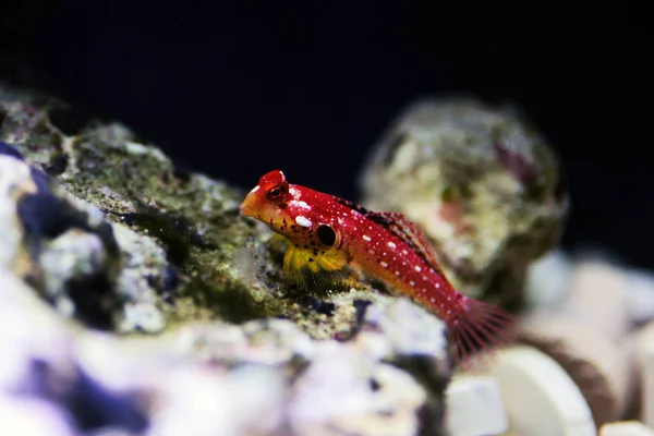 Poisson Dragon Rouge Rubis Mâle Synchiropus Sycorax — Photo