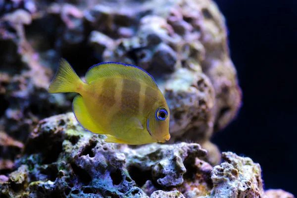 Blue Juvenile Atlantic Tang Acanthurus Coeruleus — Stock Photo, Image