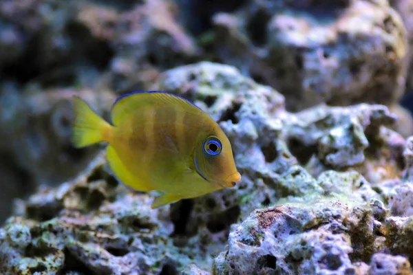 Mavi Juvenile Atlantic Tang Acanthurus Coeruleus — Stok fotoğraf