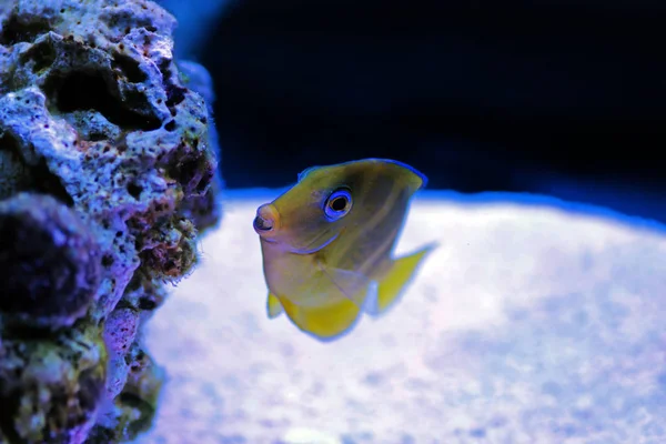 Mavi Juvenile Atlantic Tang Acanthurus Coeruleus — Stok fotoğraf