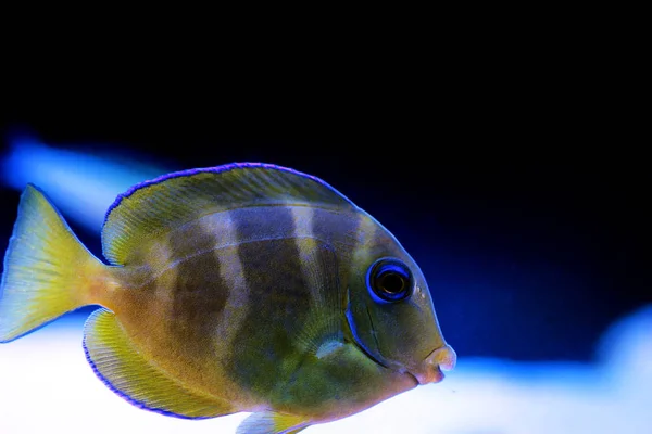 Blue Juvenile Atlantic Tang Acanthurus Coeruleus — Stock Photo, Image