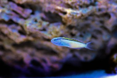 Kızıl Deniz Mimik Blenny - (Ecsenius gravieri) 
