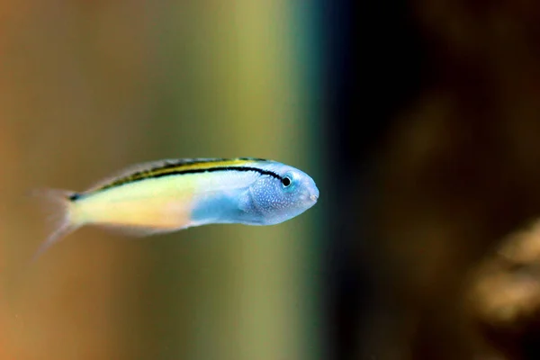 Mimique Mer Rouge Blenny Ecsenius Gravieri — Photo