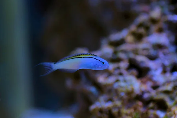 Red Sea Mimic Blenny Ecsenius Gravieri — Stock Photo, Image