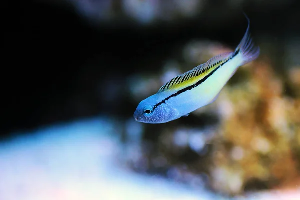 Mar Vermelho Mimic Blenny Ecsenius Gravieri — Fotografia de Stock