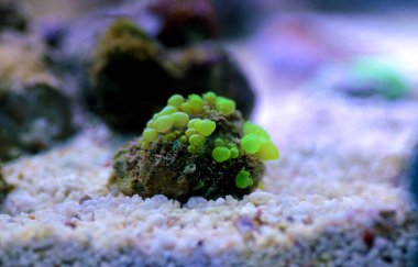 Biyolojik tehlike zıplayan mantar güzel yumuşak mercan