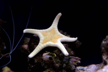 Simge Çift Deniz Yıldızı (Iconaster Longimanus)