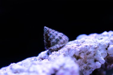 Türban tuzlu su salyangozu - (Tectus fenestratus)