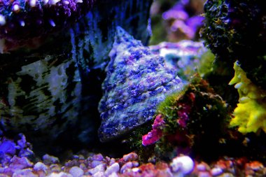 Türban tuzlu su salyangozu - (Tectus fenestratus)