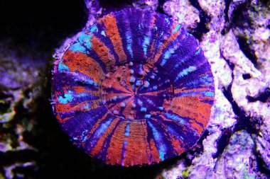 Gökkuşağı Avustralya Scolymia Mercanı - (Homohyllia australis)