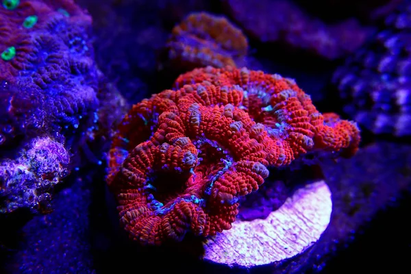 Ultra Rode Kleurrijke Acanthastrea Micromussa Lordhowensis — Stockfoto