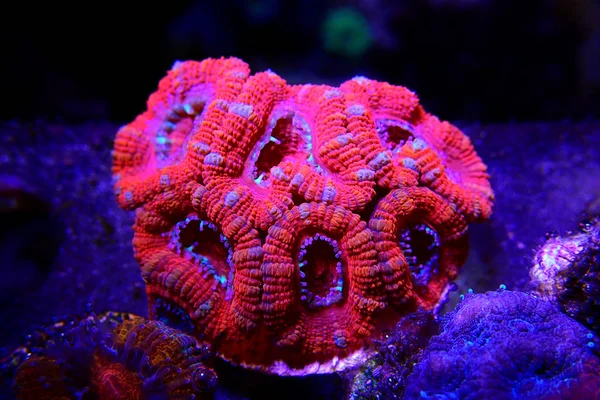 Ultra Red Colorato Acanthastrea Micromussa Lordhowensis — Foto Stock