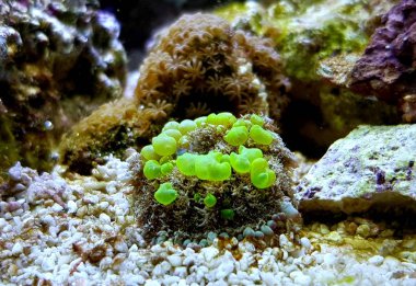 Biyolojik tehlike zıplayan mantar güzel yumuşak mercan