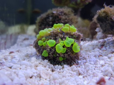 Biyolojik tehlike zıplayan mantar güzel yumuşak mercan