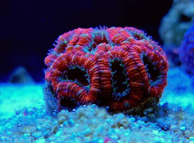 Ultra kırmızı renkli akanthastrea micromussa lordhowensis