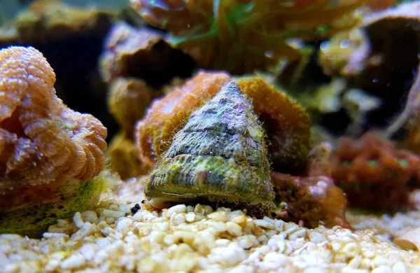 Nahaufnahme Von Salzwasserschnecke Wirbellose Meeresbewohner — Stockfoto