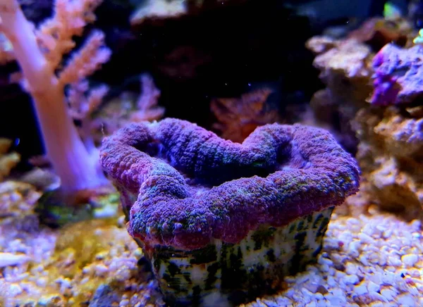 Tricolor Aussie Lobophyllia Lps Coral — Foto de Stock