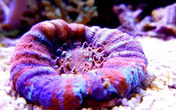 Rainbow Australian Scolymia Coral Homophyllia Australis — Stock Photo, Image
