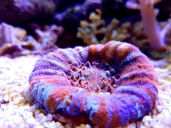 Ουράνιο Τόξο Αυστραλίας Scolymia Coral Homophyllia Australis — Φωτογραφία Αρχείου