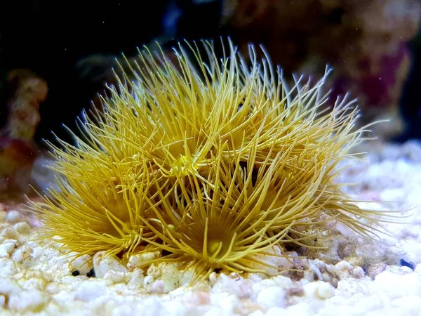 Zoanthidés Polypes Mous Fleurs Des Aquariums Récifaux — Photo