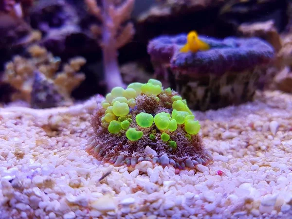 Seta Rebote Riesgo Biológico Hermoso Coral Suave — Foto de Stock