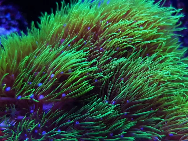 Green Star Polyp Soft Coral Briareum Violaceum — Stock Photo, Image