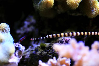 Şeritli Boru Balığı - (Doryrhamphus dactylophorus )