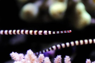 Şeritli Boru Balığı - (Doryrhamphus dactylophorus )