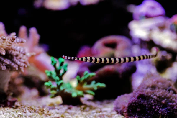 Banded Pipefish Doryrhamphus Dactylophorus — Stock Photo, Image