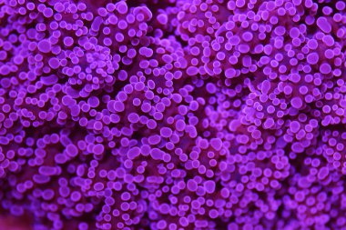 Frogspawn mercanı üzerinde inanılmaz renkli makro polipler - Euphyllia Divisa