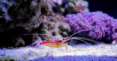 Lysmata amboinensis - Saltwater cleaner shrimp, invertebrate creature