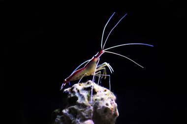 Lysmata amboinensis - Saltwater cleaner shrimp, invertebrate creature