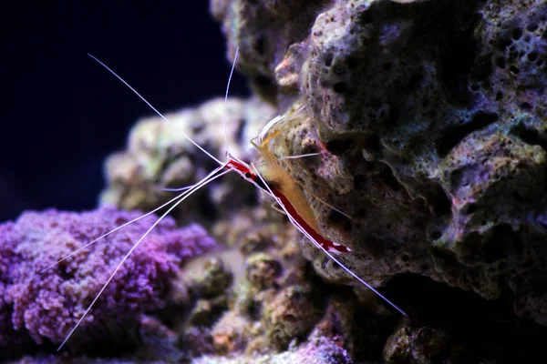 Lysmata Amboinensis Saltwater Tisztább Garnélarák Gerinctelen Lény — Stock Fotó