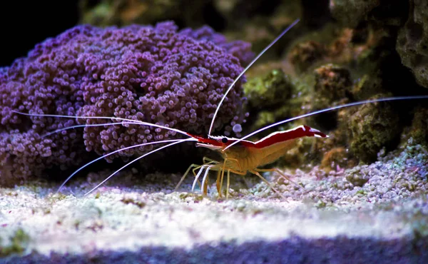 Lysmata Amboinensis Saltwater Tisztább Garnélarák Gerinctelen Lény — Stock Fotó