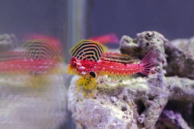 Colorful Ruby red dragonet saltwater marine fish clipart