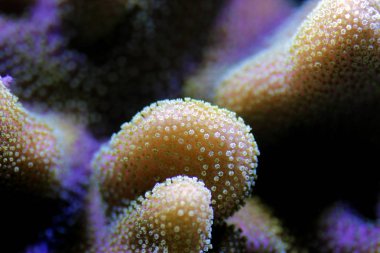 Sarcophyton yumuşak mercanına makro shot 