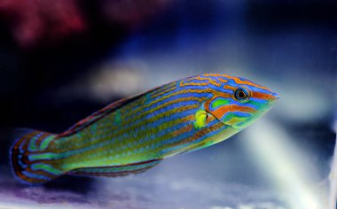 Gökkuşağı Balığı - Halichoeres melanurus
