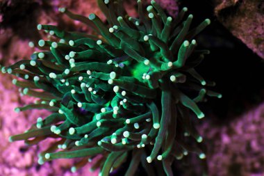 Green Euphyllia Torch Aussie LPS coral
