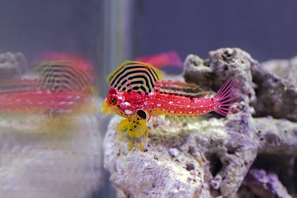 Peixe Marinho Água Salgada Vermelho Rubi Colorido — Fotografia de Stock