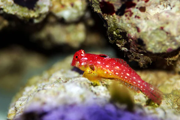 Colorful Ruby Red Dragonet Saltwater Marine Fish — Stock Photo, Image