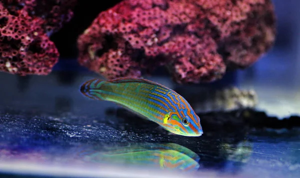 Rainbow Wrasse Fish Halichoeres Melanurus — Stock Photo, Image
